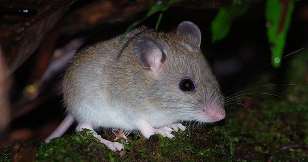 Melomys rubicola