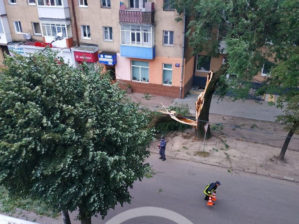 Повалене дерево на вулиці Бельведерській в Івано-Франківську
