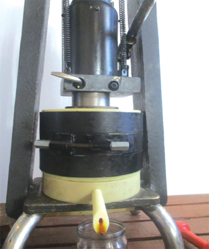 Перші цівки живої олії